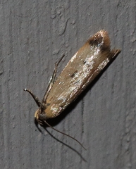 Tachystola hemisema