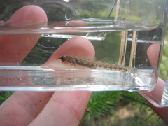 Etheostoma exile