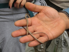 Oxybelis microphthalmus