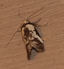 Palimmeces variegata