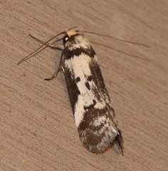 Palimmeces variegata