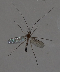 Macrocerinae