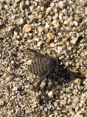 Conophorus