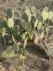 Opuntia lindheimeri