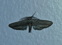 Holochroa dissociarius