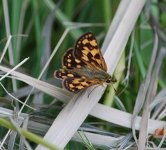 Carterocephalus mandan