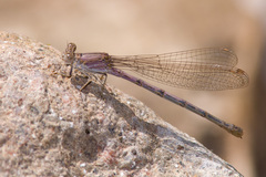 Argia pallens