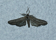 Holochroa dissociarius
