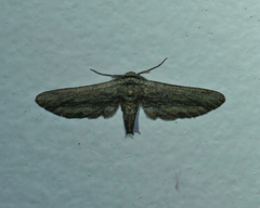 Holochroa dissociarius