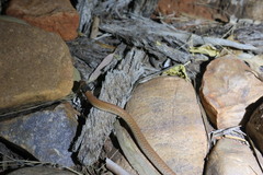 Pygopus nigriceps