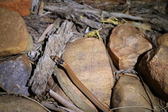 Pygopus nigriceps