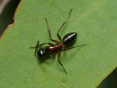 Camponotus innexus