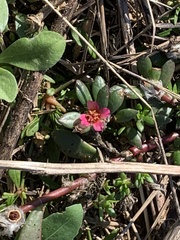 Portulaca amilis