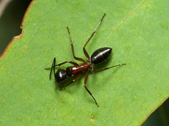 Camponotus innexus