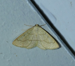 Destutia flumenata