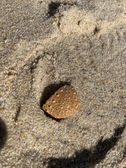 Heliocidaris erythrogramma