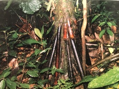 Iriartea deltoidea