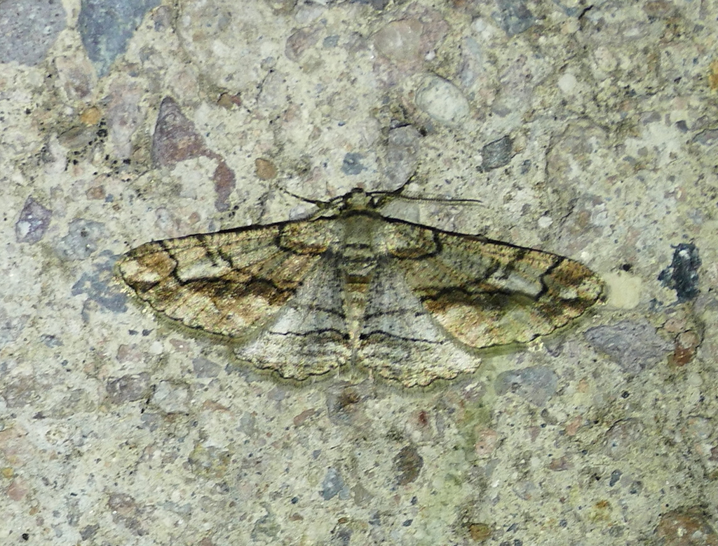 Parapheromia falsata