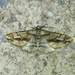 Parapheromia falsata - Photo (c) Wendy McCrady, some rights reserved (CC BY), uploaded by Wendy McCrady