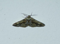 Stenoporpia vernata