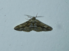 Stenoporpia vernata