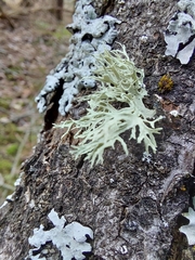 Evernia prunastri