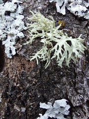 Evernia prunastri