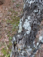 Evernia prunastri