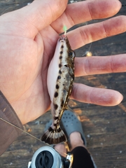 Sphoeroides spengleri