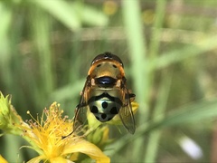 Austalis pulchella