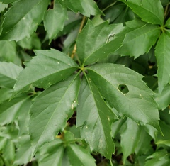 Parthenocissus quinquefolia
