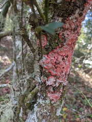 Herpothallon rubrocinctum