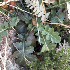 Dryopetalon runcinatum