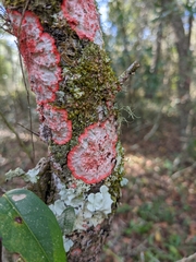 Herpothallon rubrocinctum