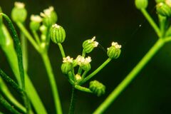 Cyclospermum leptophyllum