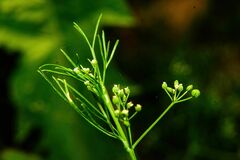 Cyclospermum leptophyllum