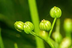 Cyclospermum leptophyllum