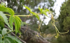 Parthenocissus quinquefolia