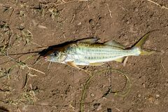 Iheringichthys labrosus