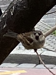 Passer domesticus