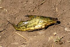 Pimelodus maculatus