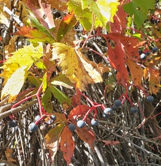 Parthenocissus quinquefolia