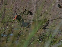 Gallinula tenebrosa tenebrosa