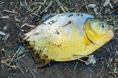 Pygocentrus nattereri