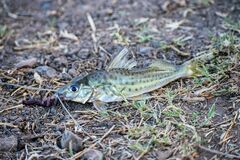 Iheringichthys labrosus