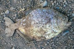 Pygocentrus nattereri