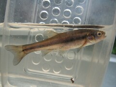 Chrosomus neogaeus