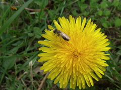Eucera