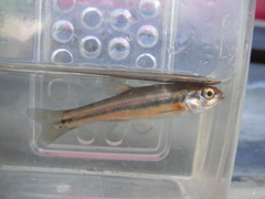 Chrosomus neogaeus