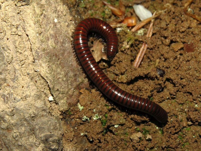 Hungarian Pachyiulus from Kolašin Municipality, Černá Hora on May 13 ...